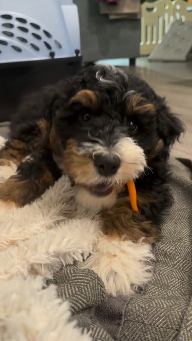 Basil loves his veggies!
#cutest, #cutepuppy, #aussiemountaindoodle, #australianmountaindoodle