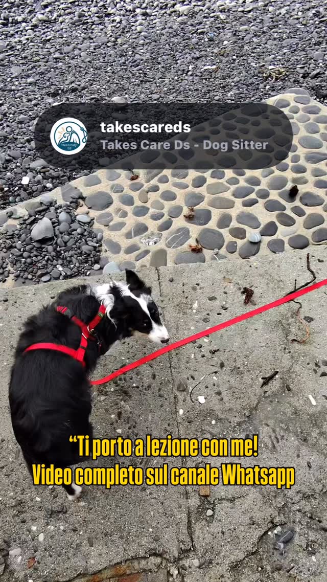 🚀 Ti porto a lezione con me!
👓 Vivi e vedi quello che vivo e vedo io a lezione grazie ai miei occhiali
📲 Trovi il video completo sul mio canale whatsapp
#fobia #bordercollie #riabilitazionecomportamentale #istruttorecinofilo #lezionecinofila