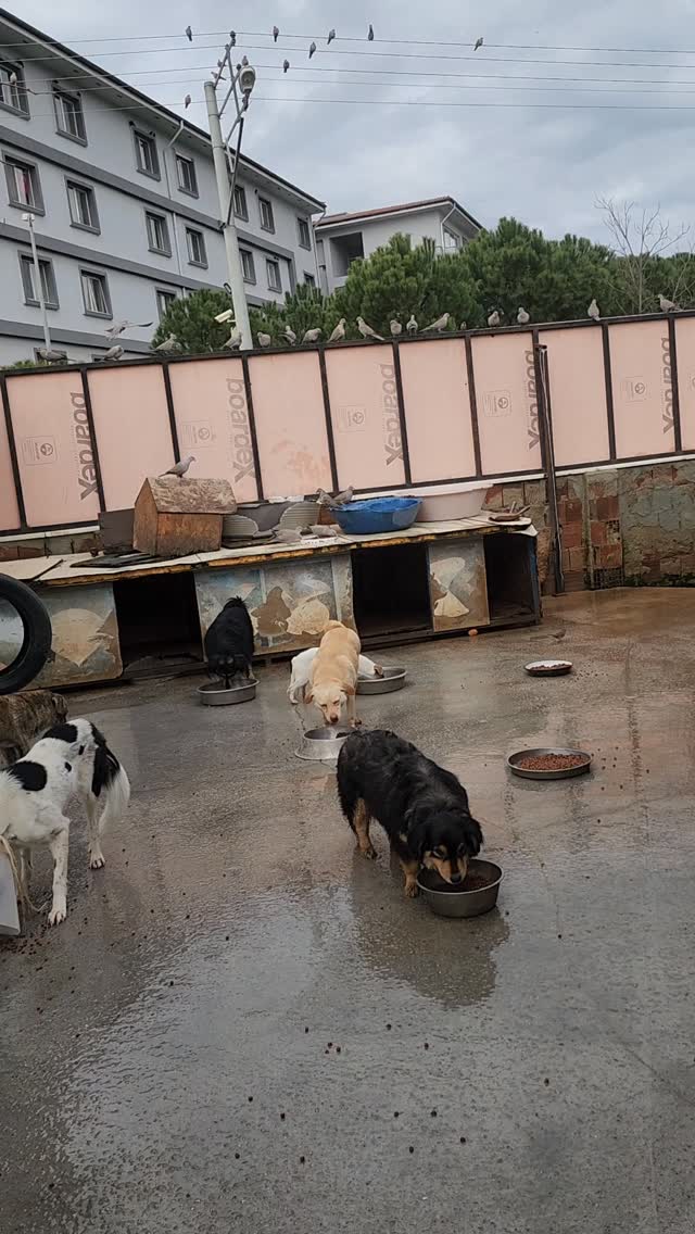 Feeding time in the puppy pad is a spectacle that draws visitors from far and wide! As soon as the food comes out, all the local birds line up ready to swoop in and finish off the crumbs!
A huge thank you to @pawsacrossthewater for their incredibly kind and generous donation, which enabled us to pay this month's food bill ❤️