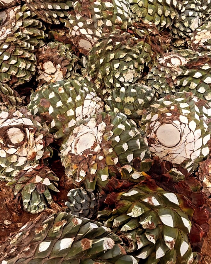 Agave hearts with a jima larga at the Vivanco distillery!
Long before an agave sees an oven, a master distiller has decided on the length of the jima, one of many ways to create different profiles in a final product.
During harvest, by leaving the pencas longer more sugar and more flavor is coaxed from each piña. This may require tweaks in cooking, milling, fermentation, distillation, barrel aging, and/or proofing as it’s converted into tequila. But the work of the master distiller is precisely this - determining a recipe. And if you’re @chechohugo, you’re doing it without additives and many different ways because you’re creative AF.
Jima matters! #drinkaseat