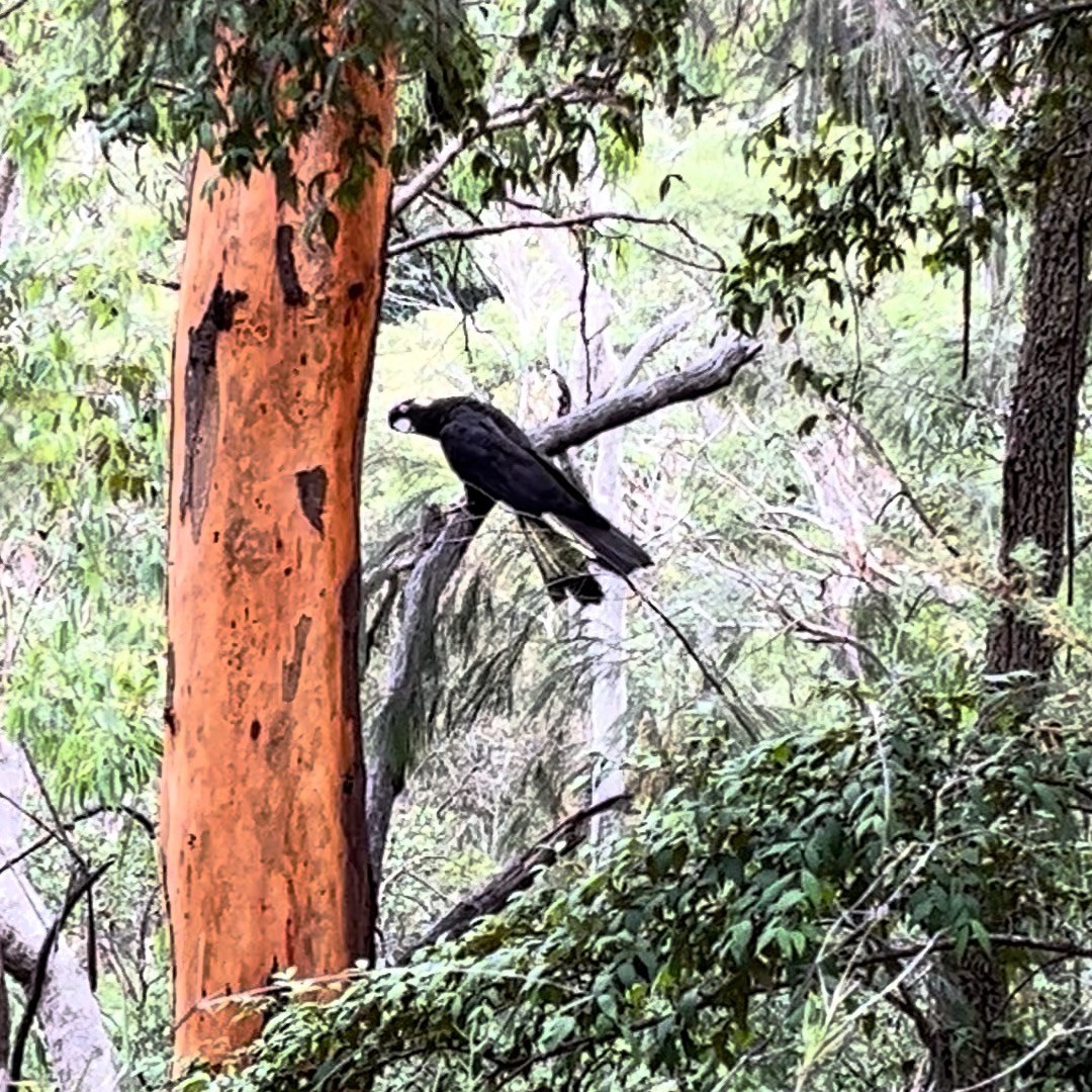 The beautiful Yellow Tailed Black Cockatoo. This amazing bird has the most amazing song that is shared as it soars throught the air. These birds whilst not on the endangered list or vulnerable list are in decline, so where possible maintain their habitat and increase their habitat so we can conserve them. #birdphotography #nativebirds #habitat #flora #fauna #photo #wildlifephotography
