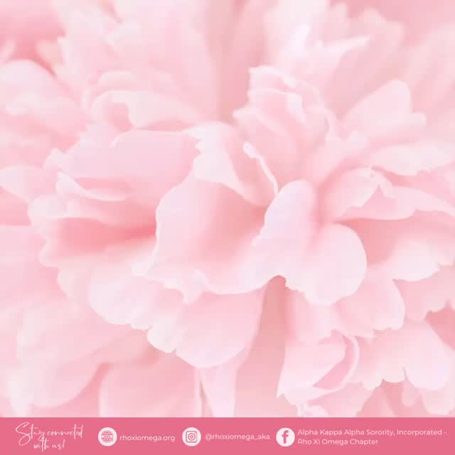 Nellie Mae Quander was and forever will be THAT GIRL.
On January 29, 1913, led by the visionary, fearless, and forward thinking Nellie M. Quander, Alpha Kappa Alpha Sorority, Incorporatedยฎ was officially incorporated and protected. Sister Nellie understood the assignment. Her leadership ensured that what our Founders built would not just survive, but stand the test of time, preserved with intention, structure, and foresight. Today we are grateful for her vision that is the strong foundation we stand on today. ๐๐
Happy Incorporation Day, Sisters ๐ฉท๐
#AKAIncorporationDay #PrinciplePreservationPerpetuity #SoaringWithAKA #AKA1908 RXO1988