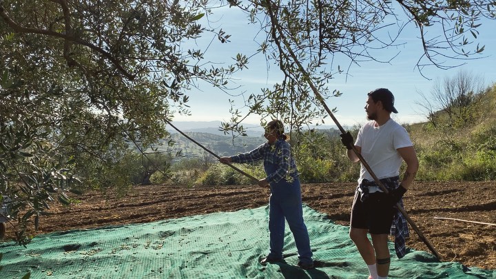 Ben und Papa bei der Ernte auf Sizilien
#olivenöl#olivenhain#sizilien#bio#vegan#extravergine#olivenoelaranzulla#olivenoelausitalien#papa#filippoaranzulla#frisch#natur#berge