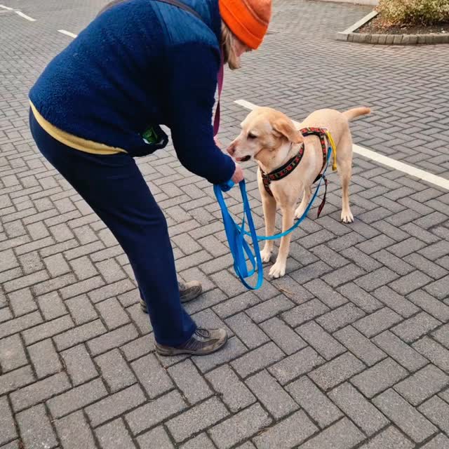 Some super moments and a great #mantrailing session in #Didsbury today. The weather was fine and our teams were on it!
Team Leia kicked off and did a super pet trail taking the twists and turns and ignoring difficulties, a nice, confident start. Great work Team Leia ๐ ๐ ๐
Team Bonnie matched with a lovely methodical approach, nose to ground which helped on this breezy, urban landscape. Followed with a super pet trail, again with great decisions. Nice work Team Bonnie ๐ ๐ ๐
It's been a little while since Misty trailed but she proved that a methodical approach works. Team Misty completed a super trail with some great little puzzles thrown in which were well solved, then followed with an equally precise pet trail avoiding dragging their handler through the bushes. Great work today, Team Misty ๐ ๐ช ๐
Although there wasn't much opportunity to cut corners, Vinnie made sure to take the shortest route, air-scenting to cut out a few metres the longer way around the building but methodically working out his runner's final hiding place. Great job Team Vinnie ๐ ๐ ๐
Trailing, like any dog training, isn't a straight line and Team Nell wanted to start with a more motivational, shorter trail. It's important not to work our dogs at full capacity all the time. A shorter first trail proved Nell's nose was well and truly on form... the runner was down wind so they truly had to rely on ground scent. A super trail followed by a perfect split runner where the decoy runner wasn't even acknowledged! Great trails Team Nell ๐ ๐ ๐
March sessions will soon be listed but for February availability check out www.dogtrailing.co.uk/book
Sessions are suitable for all dogs. Come and learn a new skill with like-minded people and be amazed by your dog!