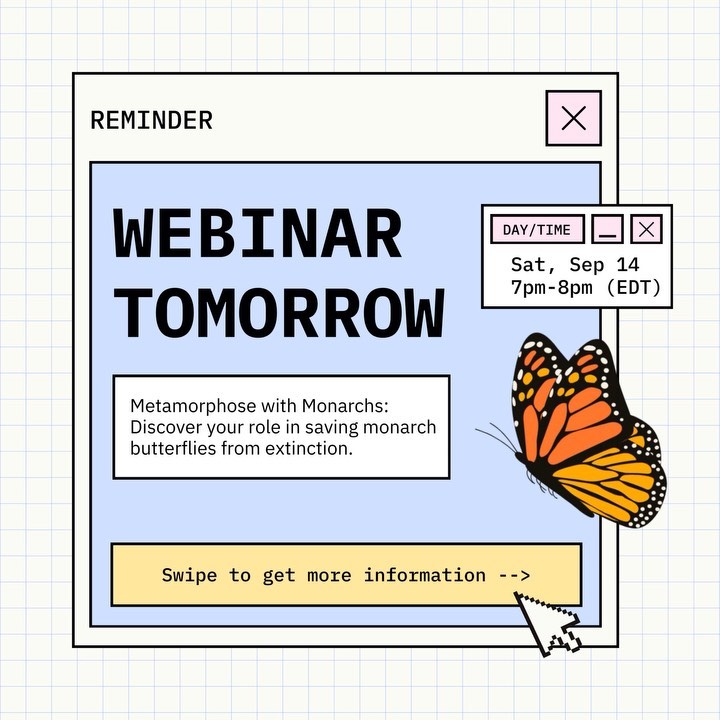 Friendly reminder that our WEBINAR Metamorphose with Monarchs is tomorrow—Saturday, Sep 14, 7pm-8pm EDT / 4pm-5pm PDT! Join us to learn how you can help save monarch butterflies from extinction. Swipe left for more details ✨
The Zoom link is ReWildLongIsland.org/webinar or you can find it in our link in bio 🦋🧡 See you there!
#rewildlongisland #monarchsmatter #themonarchmissions #monarchbutterflies #monarchbutterfly #webinar #threatenedspecies #environmentalawareness #savebutterflies #natureconservation #environmentalaction #nativespecies