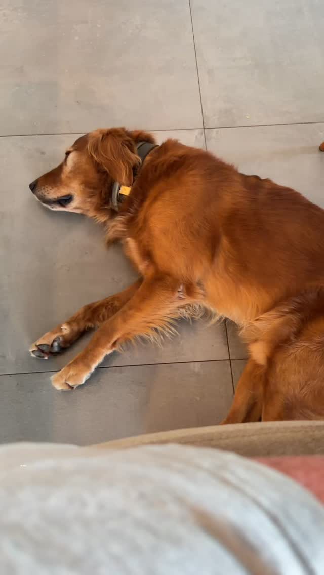 I shouldn’t be jealous of my 8 week old son stealing my dog, but I sort of am lol 🤪 after I took this video Marie took Andre to the bedroom for his feed and Jr got up and left me!!.
We have been best mates for the last 6 years, at the cafe for example, someone would pat him and lots of time he would walk over to me and leave them, now I’m number 2 lol 🤪😂
#ukfieldgoldenssux #baddogs a#lookingfornewbestfriend
