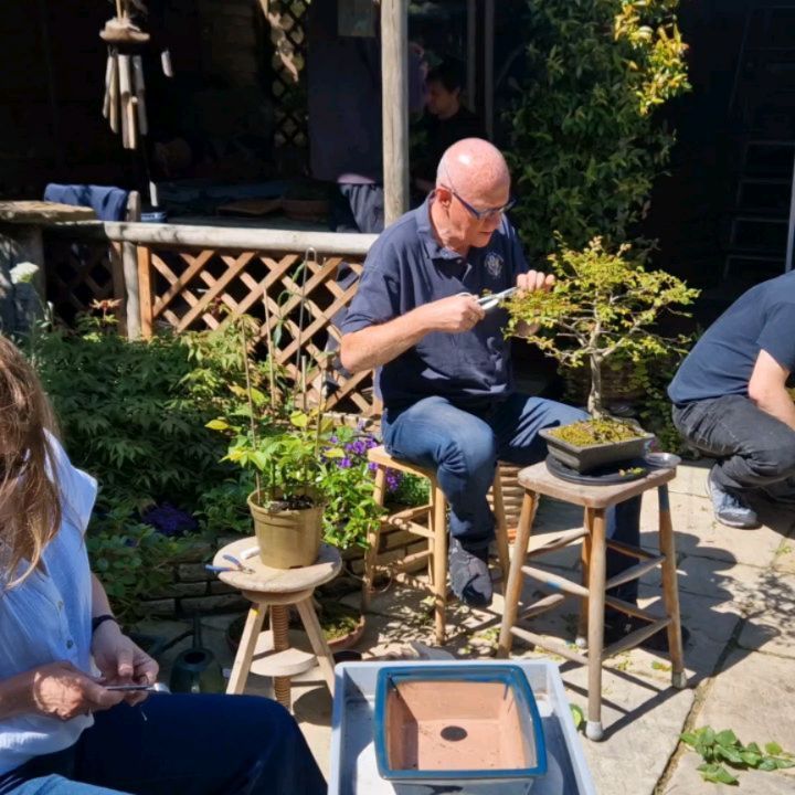 Open Bonsai Workshop.
#bonsai #bonsaitree #bonsatrees #maplebonsai #japanesemaplebonsai #seigenbonsai #bonsailondon #bonsaiclass #bonsaiworkshops #makebonsai #ma-kebonsai #permabonsai #bonsaicourse #bonsaicare