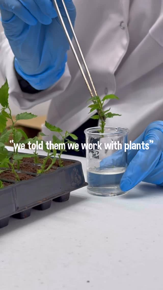 The reality of working with plants 🌱
#tissueculture #biotechnology #plants #laboratory #holyairball