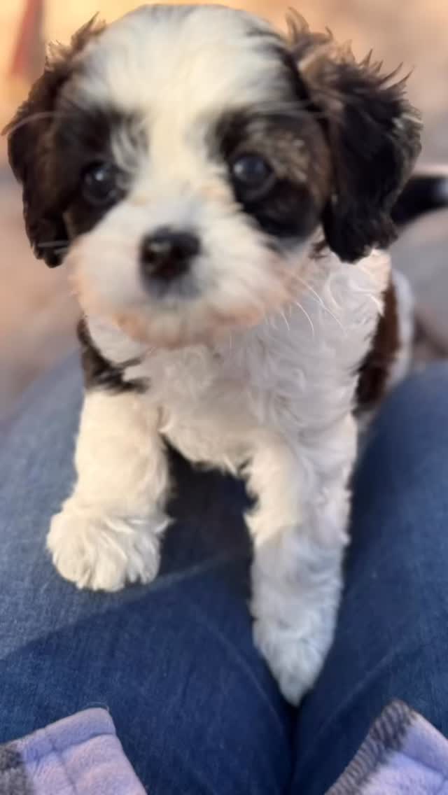Sun out, paws out ☀️🐾 This black & white cavapoo boy is living his best SoCal life, octopus toy included. Available now!
.
.
.
#cavapoo #cavapoopuppy #tinkerpups #california #sunnydays