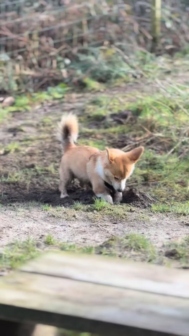 A week full of chasing our best friends, exploring, rolling on the trampoline, playing, digging and lots of cuddles 🪵🍂🤎🐶 we couldn’t ask for anymore more 🥹#doggydaycare #somuchlove #dog #Surrey #thebestlife