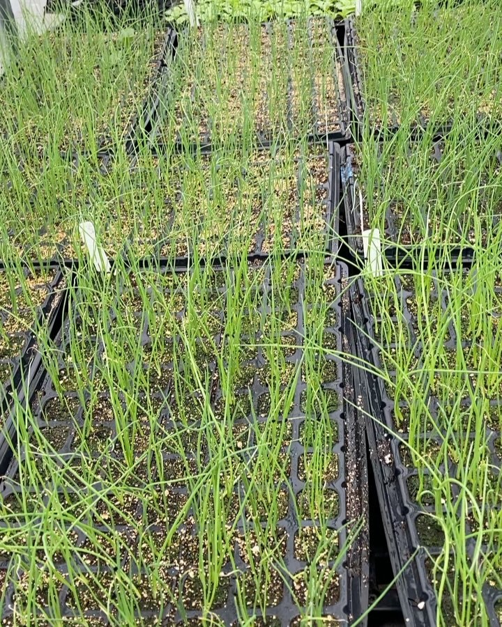 Everyone is itching to get outside and spread their roots!
Warmer days are ahead; it looks like next week will be the perfect week to start planting outside!
We will start with planting peas, kale, broccoli, cabbage, lettuce and onions.
Carrots, radishes, turnips and beets are germinating in the ground ready to sprout.
🌱
