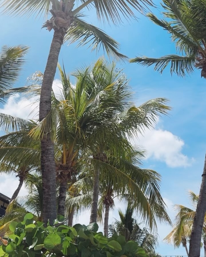 ☀️ Curacao ☀️
Bijna 3 weken weg en heerlijk aan het genieten. ☀️Mooie herinneringen gemaakt met vrienden en mijn mooie gezin.🥰
Ik kan wel wennen aan dit tropische gevoel.
Het blijft een fijn eiland. 🏝️ lekker relaxed en voldaan onze laatste dagen in en dan naar mijn hondje terug. Die wordt gemist🐶❤️
🏝️Holidays and caribean goodvibes 🏝️