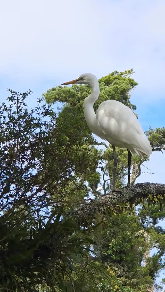 A young Kōtuku takes its very first flight across the Waitangiroto River to the branch above the viewing hide at NZ's only White Heron nesting site.
Special to observe its beautiful, pristine downy feathers up close while it checked us humans out, and got the courage up to fly back to its nest again 🥰
#whiteherons #whiteherontours #waitangirotonaturereserve #nzbirds #birdtours