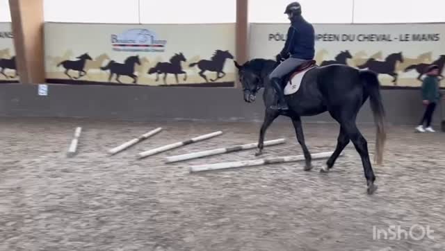 Retour sur le Stage Label Cavalier SHF au Mans cette semaine 🔙
L’occasion pour Florian et ses deux juments de 5 ans d’engranger de l’expérience avant la saison de concours qui arrive à grand pas 🐎
👁️🗨️ Lausanne du Thot (Mylord Cathago x Elvis Ter Putte)
👁️🗨️ Lucy de Chamant (Mylord Carthago x Ogrion des Champs)
Merci @societehippiquefrancaise pour l’organisation ainsi qu’à Serge Cornu et Frederic David pour leurs précieux conseils 🙏🏼
Let’s go pour la saison 2026 bien équipé avec @nacahelmet_equestrian & @ridup_stirrups 🙌🏼