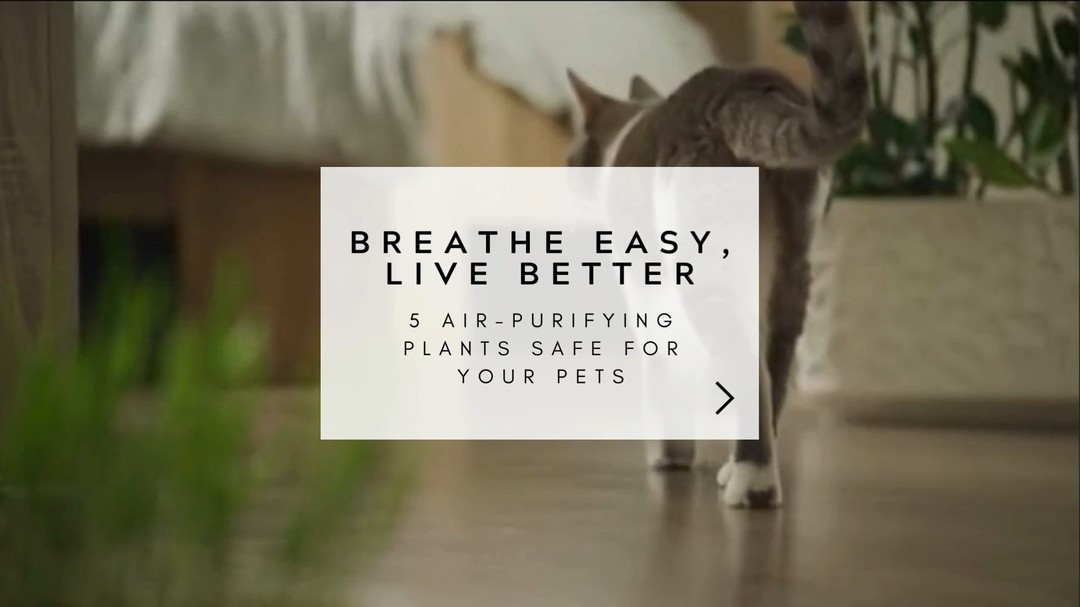 Many plants can be toxic to our beloved pets, but luckily, some are not only harmless but also beautiful and beneficial for our homes. These 5 plants are great examples of pet-friendly greenery that not only beautify your space but also purify the air, helping to create a healthier living environment for both you and your furry friends. Check out the list below!
1. Areca Palm (NL: Goudpalm)
This elegant palm is a fantastic air purifier, known for removing toxins like formaldehyde and benzene from the air. It also adds moisture to the environment, making it great for dry spaces and completely safe for your pets.
2. Spider Plant (NL: Graslelie)
A low-maintenance beauty, the spider plant is excellent at filtering harmful pollutants like carbon monoxide and formaldehyde. It’s also pet-friendly and can thrive in various light conditions, making it a versatile addition to any room.
3. Boston Fern (NL: Krulvaren)
The Boston fern is not only beautiful but also a powerful air purifier, particularly effective at removing formaldehyde. It also helps add humidity to the air, which is especially beneficial in drier homes. And, of course, it’s safe for pets!
4. Peperomia (NL: Peperomia)
This compact and attractive plant is excellent for improving indoor air quality. Peperomia Hope absorbs toxins from the air and is non-toxic to cats and dogs, making it an ideal plant for pet owners.
5. Calathea (NL: Calathea)
With its striking patterned leaves, the Calathea is a great choice for those looking to combine beauty with function. It helps purify the air and is safe for pets, ensuring your home is both stylish and healthy.
#healthyliving #petfriendlyplants #airpurifyingplants #indoorplants #Plantlovers #greenliving #Interiordesign #plantstyling #houseplants #planttherapy #biophilicdesign #sustainableliving #plantinspo #homeinterior #ecofriendlyliving #petsafeplants #designinspiration #healthyhome #indoorgarden #natureinspired #homestyling #greenhome #wellnessathome #cleanair
