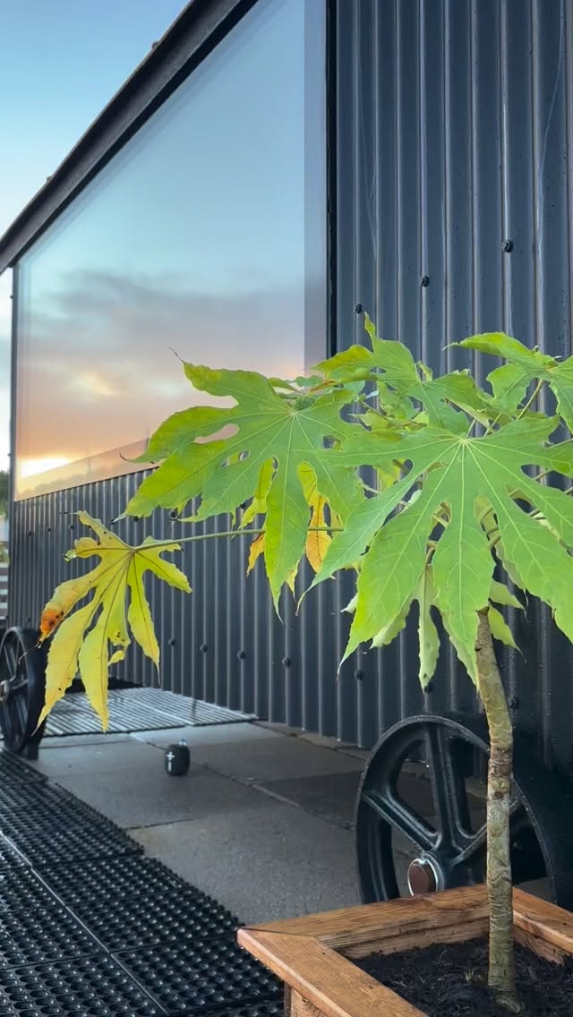 Hello heat. Hello water. Sunrise, stillness, and contrast therapy with Hello Outdoors 🔥 💦 🌅
#wildsauna #contrasttherapy #hampshirelife #newforest #naturalhealthandwellness