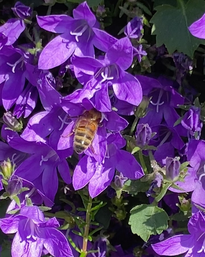 Happy World Bee Day! 🐝 This is one of our honey bees on the campanula (…probably - they do get around a bit!)