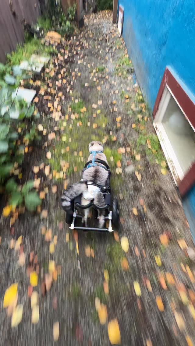 Let’s rumble 💨, roll and drift 🏁 into the weekend on this ameowzing flashback FriYAY! When HarPURR hits his purrsonal turbo button you can literally feel the wind as he blasts forward! Was that train, lightning, no it was suPURR HarPURR purresenting his purrsonal CATegory, the HarPURR PURRnado.
HarPURR has so much joy to share and caring for this sweet nugget of feistiness for the last 7+ years has been such a gift. He has taught me so much and he has shared his mission with so many. He is the light we need when the darkness tries to smother us. HarPURR has been using carts since he was 2 months old. If you visit his website you will see my disclosure about cats and carts as this is not a tool for all cats. You must really pay attention to your cats needs and see if this is something they will thrive while using.
If you are ever feeling a moment of self doubt, HarPURR and I hear to tell you that you are valued, that you are irreplaceable, feel the warrior spirit from within and HarPURR on. Help him to fulfill his mission to insPURRire, advoCATe, eduCATe, encourage and demonstrate compassion by letting your light shine bright from within.
advoCATe 💨 eduCATe 💨 insPURRire
#gato #guapo #fyp #catlife