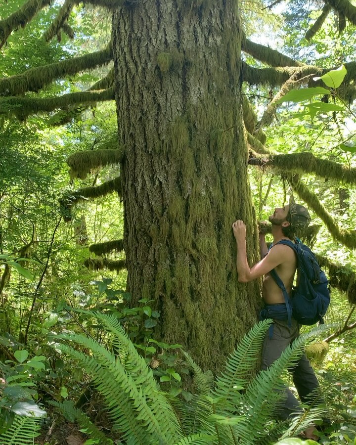 Last week two of our team members surveyed the “Lions Main” timber sale, a 160-acre mature forest in the Black Hills scheduled for auction in July 2026.
We found mature Douglas firs over 49 inches, Western Red Cedars over 47 inches, and steep slopes over 50°. We found evidence of mountain lions and a stream running through the unit. This forest had a healthy understory with lots of red huckleberries, salal, mahonia! We even found patches of pinesap (pictures 5&6)!
All this will be lost if this forest is logged. Help us tell the Thurston County Board of Commissioners that our legacy forests are worth more standing, and our native wildlife is worth protecting!
