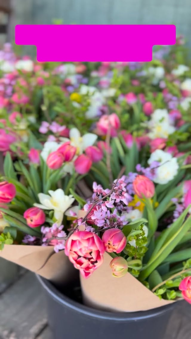 Well the snow was fun, but I think I’m done with all the cold now. 🥶 Good thing spring will be here SOON. The hyacinths are already breaking ground and it’s giving me hope for warmer temperatures.
It’s time to start thinking about shedding the winter blues and the perfect way to do that is with spring flowers. Our Spring Flower subscription is already filling up quickly. We’re only a month away from the start so don’t wait to grab your spot! Link in bio or visit The Flower Shop at IndigoIrisFarm.com.
#fortmillsc #cloversc #lakewyliesc #indigoirisfarm #steelecreek