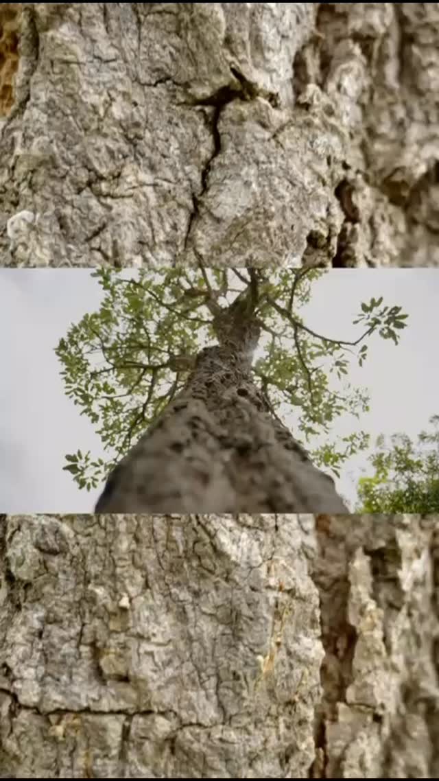 O quintal em silêncio e as frutas intactas nos pés nos contam que as crianças não chegaram ainda, mas os preparativos já começaram.
Organizar, sim, o espaço: pintar as salas, consertar os parques, terminar de construir o prédio novo, separar jogos, brinquedos e materiais.
Organizar também o nosso percurso de reflexão, o pensamento crítico e cuidadoso, aquilo que torna possível fazer a escola a cada ano.
Como disse Paulo Freire, “o inédito é viável”, e dá um trabalho grande, que a gente adora.
Mal podemos esperar para começarmos mais um ano letivo. Que venha 2026!
🎥 @andstenorio
