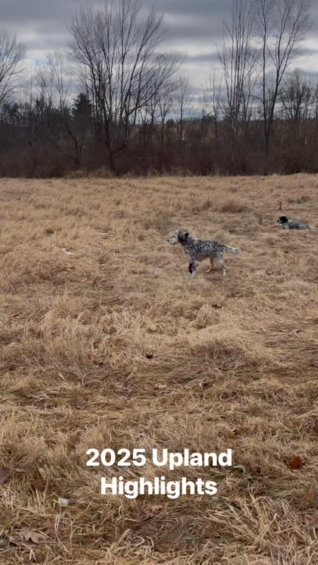 Some bird dog memories to send off 2025. It was a good year and our inaugural one in this little venture of ours. Very modest beginnings, we got the behind the scenes stuff stood up, and even started guiding a few people. Definitely a crazy year to start this as we were very busy with other aspects of life, but that’s another story. The thing I feel the best about is in our first official season, we made a positive contribution to conservation, which is one of the goals.