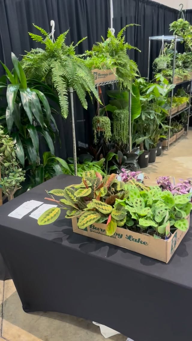 We are all ready for day 2 here @tacomahomeshow Stop on by and say hi!
#booshnursery #tacomahomeandgardenshow #plantshow #plantlover #indoorhouseplants