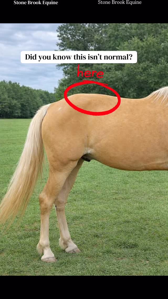That raised, rigid-looking topline through the middle of the back?
The one people quickly label as “just conformation”?
🌿 That’s commonly called a Roach Back….and no, it’s not always permanent.
A roach back is usually the result of:
• Chronic muscle guarding through the thoracic spine
• Long-term pain or discomfort (often silent)
• Poor saddle fit or rider imbalance (this one’s HUGE!)
• Lack of correct back-to-front engagement
• Compensation from hocks, SI, or feet
The truth is that many roach backs are functional, not structural.
🌿 Meaning:
The horse is holding the back in flexion as a protective strategy, not because the spine is “wrong.”
What actually helps:
💫 Restoring thoracic mobility
💫 Releasing long-held epaxial and fascial tension
💫 Teaching the horse how to lengthen the topline instead of brace
💫 Correct saddle fit (this one is HUGE)
💫 Strengthening the core without over-riding
🚫 What DOESN’T help:
• Forcing the head down
• Over-collection
• “Riding through it”
• Writing it off as bad conformation
✨ A soft, swinging back is a skill the horse must relearn once pain is removed.
When the nervous system feels safe again, posture changes.
Not overnight.
Not magically.
But consistently when biomechanics are respected.
Save this post 📌
Share it with someone who needs this perspective
🌿 Follow for more horse care tips!
🌿 Learn how to massage your own horse at Stone Brook Academy!
#holistichealth #massage #equinemassage #muscles #holistichealing