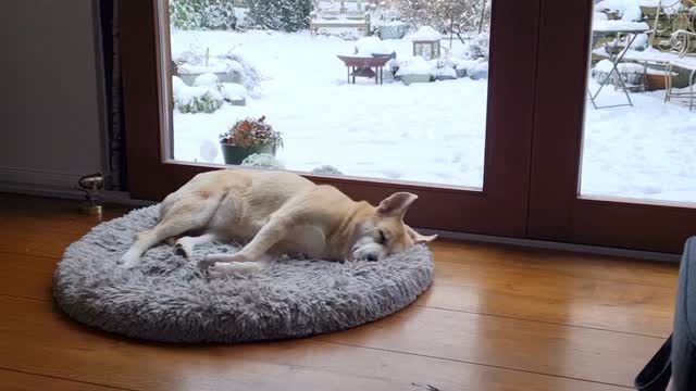 ...nach dem Schneespaziergang 🥰☺️🫠 Müde Mäuse 🤗
#mithundensprechen #hundeliebe #doglovers #dogs #dogsofinstagram