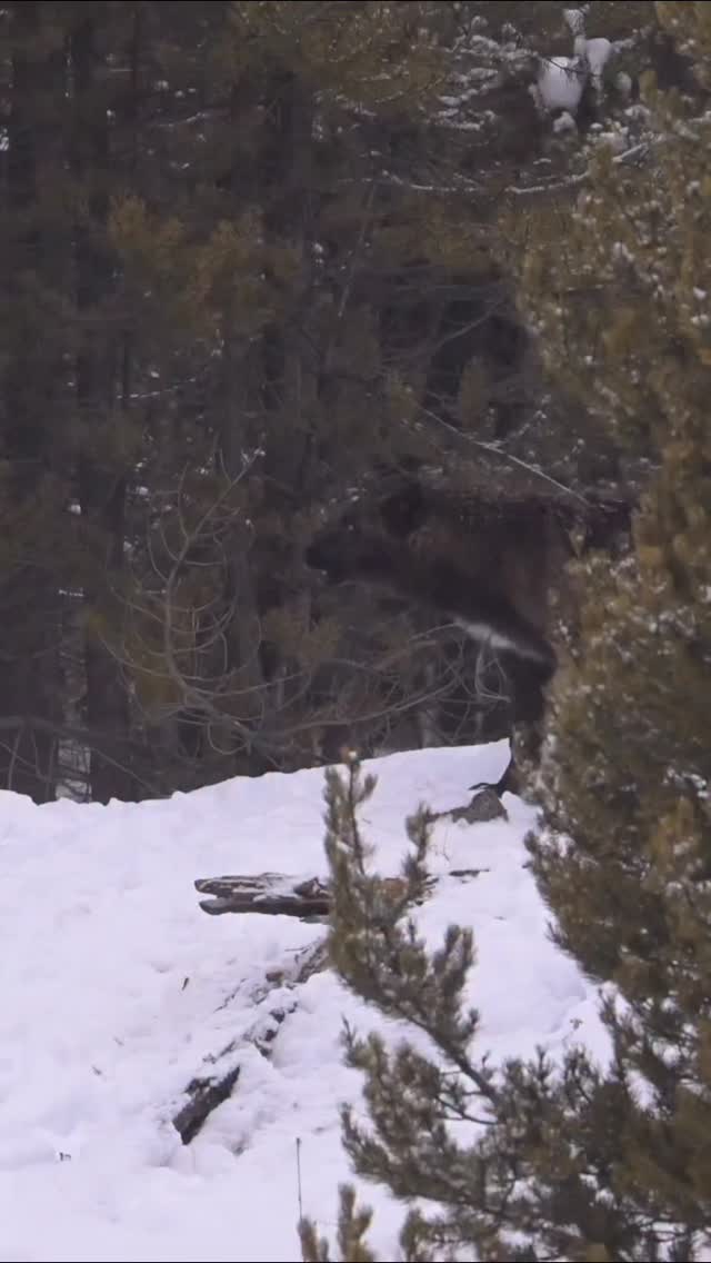 Turn up the volume! From @neilsimmonsphotography Ready to capture the magic of Yellowstone this winter? Our winter workshop features two incredible days on our privately chartered snowcoach to the interior of Yellowstone and 2 days by car in Lamar Valley. Each part of the workshop will have incredible opportunities to photography wolves, bison, fox, owls, eagles, ermine, pine marten and otters.
Our workshop includes lodging and a guaranteed unforgettable week of winter photography in Yellowstone with us @wildly.tristen and @neilsimmonsphotography
Yellowstone wildlife in the winter is truly magical.Message me for more details or go to our website www.roamwildphototours.com and click on workshops. Space is limited to 4 photographers. Let’s have a winter photography adventure together!
~
~
~
#roamwildphototours #learnphotography #yellowstoneworkshop #photographyworkshop #photographyworkshops yellowstone nikonwildlife wolves wolf wolvesofinstagram winterphotography winterworkshop winterwildlife wolfphotography photographytips yellowstonenationalpark