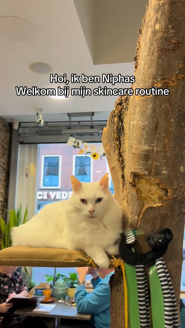 Niphas neemt zijn skincare routine héél serieus 😼✨
Likken, kammen, poseren… en natuurlijk dutjes doen voor die perfecte glow 😻💛
Kom hem bezoeken in het café vacht alleen aaibaar na zijn spa-sessie 😉