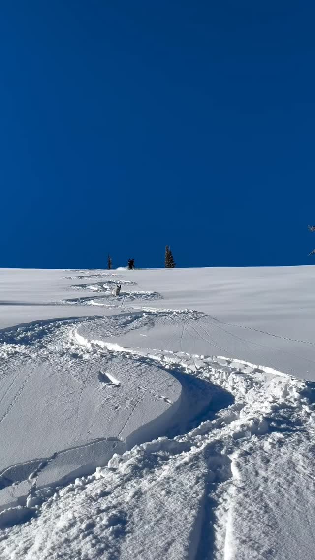 From @dan_baileys_outdoor_co Our team took advantage of the last little storm to find some good skiing around town. While it may not seem like it here in the valley, there is still a surprising amount of snow to be found up high.
Our latest snow report is up now! Link in bio.
#BackcountrySkiing #SkiMontana #SnowReport #DanBaileysOutdoorCompany #DanBaileysOutdoorCo DanBaileys