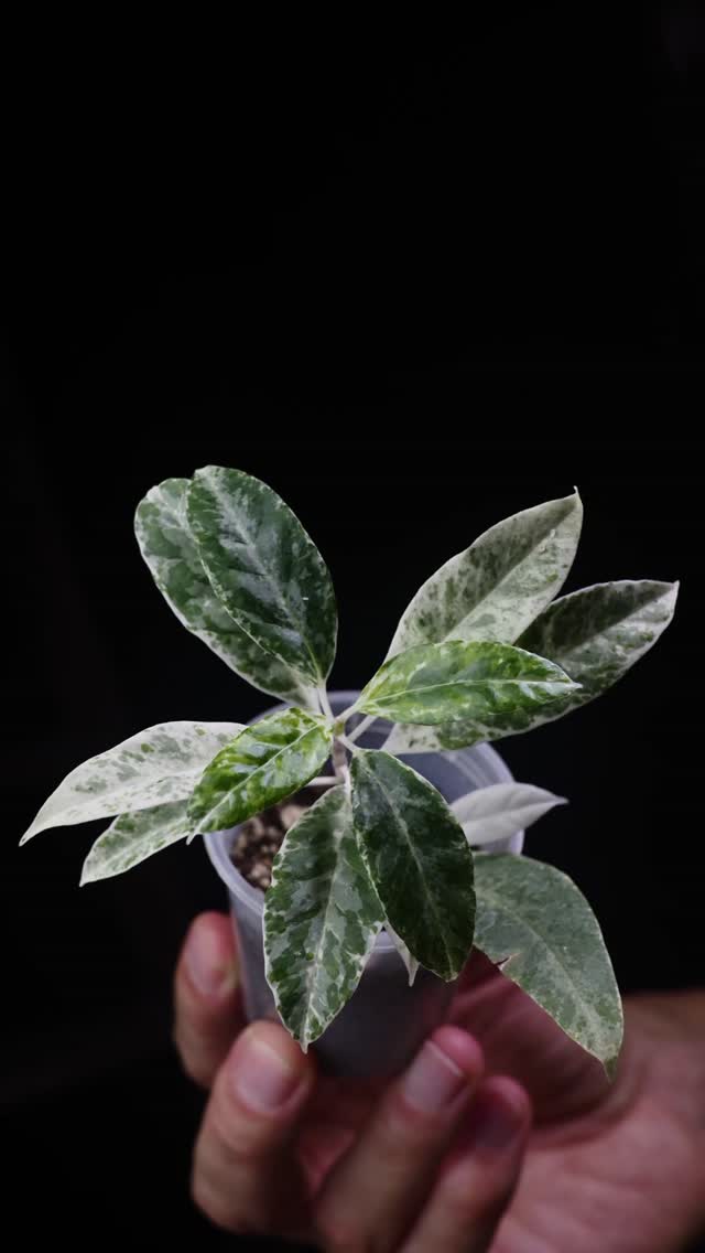 Hoya multiflora 'Pandawa' / Hoya pandurata Silver (China) / Hoya subquintuplinervis 'Snow Lotus'
#hoyamultiflorapandawa #hoyapanduratasilver #hoyasubquintuplinervissnowlotus