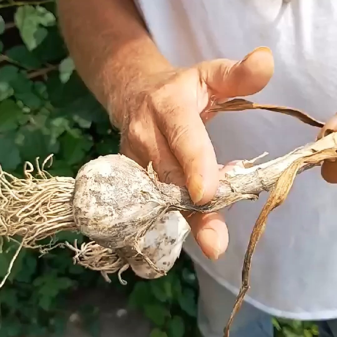 Discover the Magic of Garlic Seeds! 🌱🧄
Today was a fantastic day as we harvested a bunch of fresh garlic seeds from our garlic plant! 😄🧄 These seeds are so easy to rub off, and they come off in segments, making the whole process a delight. 🌱 Now, did you know that these tiny seeds have the magical ability to reproduce garlic plants in huge quantities? 🌿
.
.
.
.
#greenthumbsofinstagram #knefcanada #garlicseeds #homegrowngoodness #schomberg #farmingcanada #freshharvest