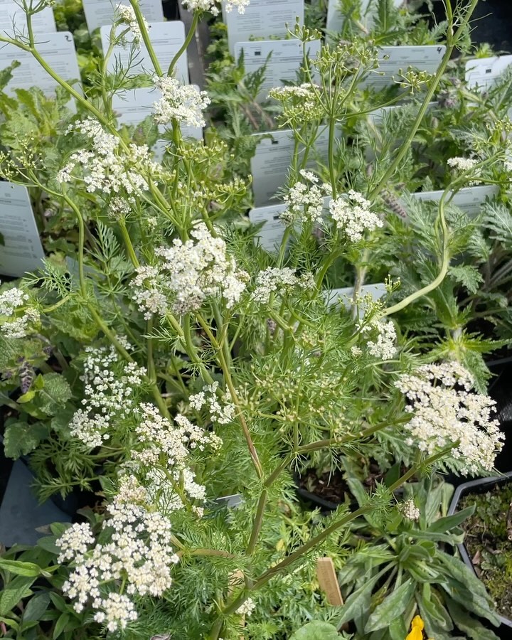 🍭🍫🍬
#vasteplanten #snoepwinkel #perennials #vasteplantentuin #beplantingsplan #plantadvies #tuinadvies #salvia #welovesalvia