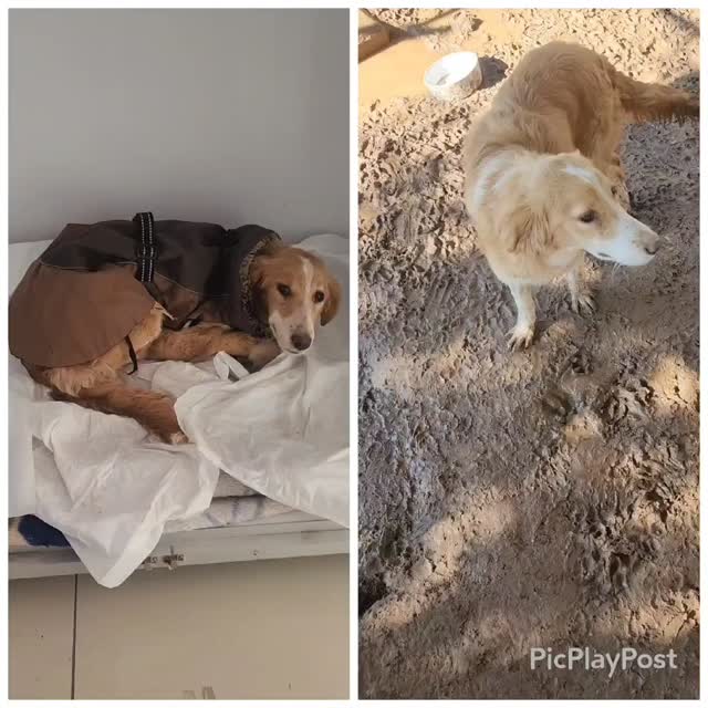 The difference one week can make 🤩
One week ago, Juniper was still fighting for her life. Now she has made a full recovery and has moved into the Melez enclosure! After feeling so unwell and having to fear for her her life, she can now learn what it is like to be happy and carefree ❤️