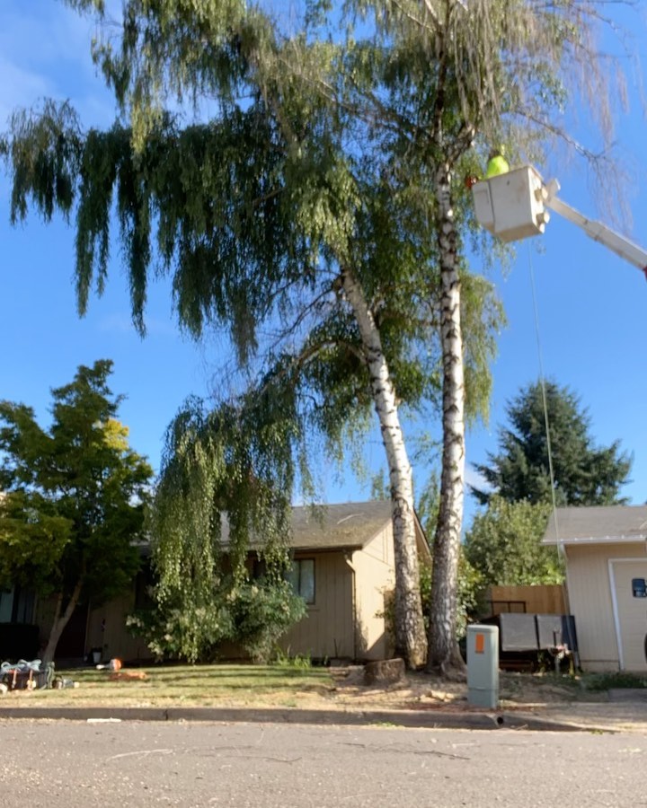 Started video taping after the first tree was removed. On this hot day we tried to move fast so as not be working when it got even hotter. Removal and cleanup โ
๐
. #eugenetreeremoval