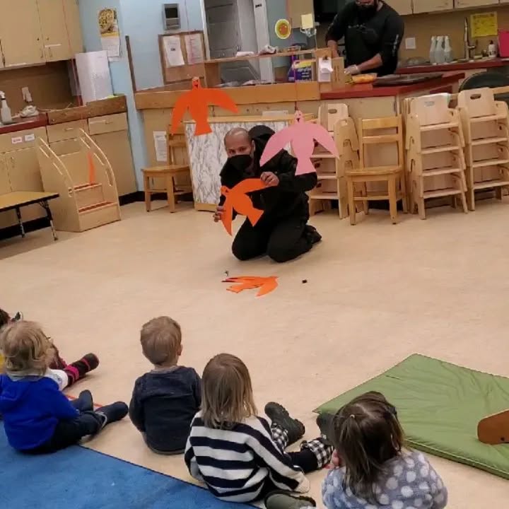 ANIMALS😺🐆🐅🦓🐈⬛🐤🐦🕊🦅