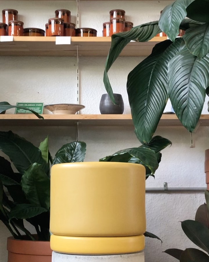 The Nephrolepis macho ferns delicate fronds hang gracefully over the soft curves of this planter.
Tell me who wouldn’t want this sitting in their living room?
Our Soft Cylinder planter in honey by Angus and Celeste is definitely a crowd favourite here in the nursery!
Come and snap it up before someone beats you to it.
Nephrolepis macho fern $65
Soft Cylinder Planter Honey large $155
Sybil concrete stool 55cm $120
#softcylinder #fern #pottedplant #houseplants