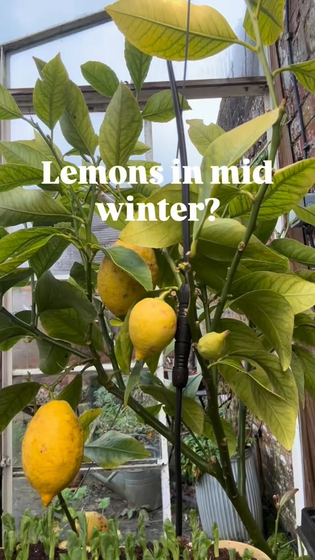6 lemons 🍋 I’m chuffed! They might not all be perfect but I’ll be squeezing them all the same, who cares about size 😂.
And yes it’s true most lemons ripen in the autumn/winter here in UK.
You have to be patient as it can take up to 12 months (sometimes up to 18 months) for the fruits to mature from flower to harvest.
Lemons are ready when they turn fully yellow and are slightly soft to touch.
Remarkably the drop in temperatures helps trigger the fruits to turn yellow.
This variety is Meyer, it’s the most reliable lemon to grow here in the UK and regularly ripens in the winter.
🙌 if you grow lemons too? #lemons #gardening #growfruit #citrus #growinglemons