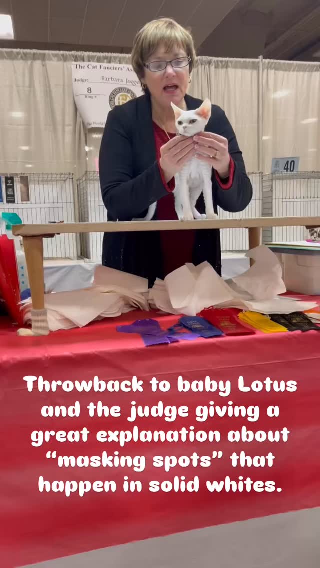 Back in 2023 when Lotus was just a 6 month old kitten, the judge took the time to explain to the audience what a “masking spot” in white cats is. Lotus is now one of our excellent moms, and hoping to retire this coming year! #devonrex #devonrexkitten #devonrexcanada #whitecat #kıttensofinstagram