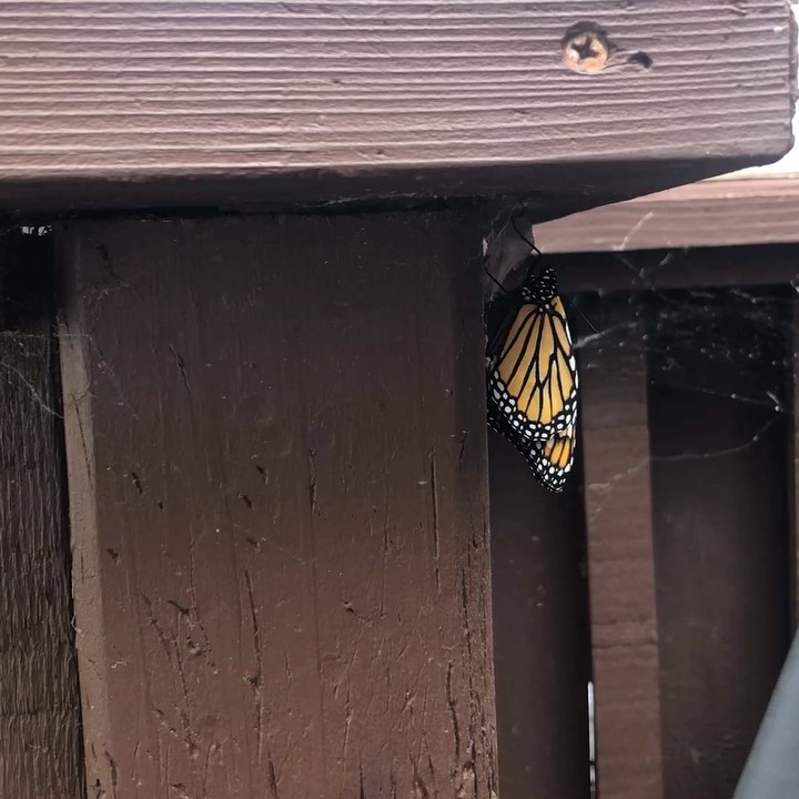 “Adopt the pace of nature: her secret is patience.” - Ralph Waldo Emerson
🦋
Watching this beauty, I am reminded that transformation is often happening beyond what we can see or know... What does it look like to be immersed in that fully foreign liquid state between crawling and flying...When very little is familiar, when we are surrounded by the mystery of the unknown?
How do we recognize our *capacity* to transform and allow space for something new to emerge? 💫
#patience #transformation #natureslessons #leadershipcoaching #leaningin #butterflies #embodimentcoaching #womenentrepreneurs #fly