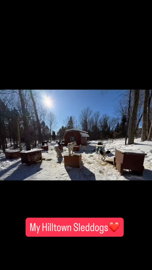 My Hilltown Sleddogs enjoying mushing in January on Track 52, Langlade Cty, WI ❗️❤️ #hilltownsleddogs #mushinglife #lovemylife #lovemydogs #lovemydaughter