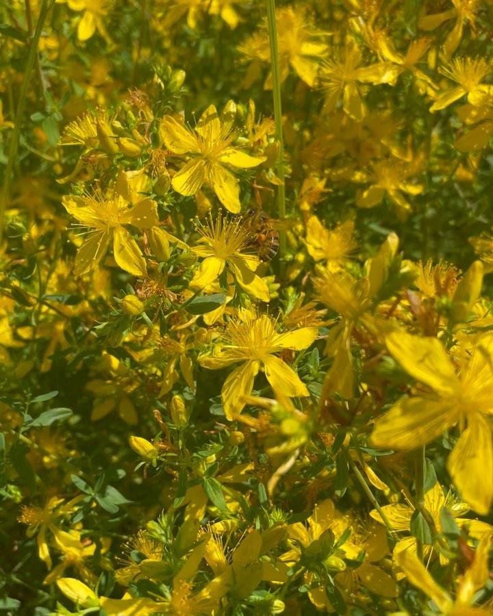 🌾 Biodiversité dans nos champs : un engagement pour l’avenir ! 🌾
Chez PMA28, nous croyons fermement que l’agriculture et la biodiversité vont de pair. En tant qu’acteurs responsables du secteur agricole, nous prenons des mesures concrètes pour préserver et promouvoir la biodiversité dans nos champs. 🌿
En balade dans les parcelles avec notre responsable agronome Emeline, nous avons fait la rencontre de nos jolis pollinisateurs 🐝
➡️ Les abeilles jouent un rôle crucial dans la pollinisation des cultures, ce qui est essentiel pour notre production alimentaire. En diversifiant les plantations, nous créons un environnement sûr et riche pour ces pollinisateurs vitaux.
Respect de la nature 🌍
En respectant la biodiversité, nous favorisons un écosystème équilibré et résilient. Nos pratiques agricoles durables contribuent à la santé des sols, à la qualité de l’eau et à la protection des espèces locales.
Avantages Agronomiques 🌾
La biodiversité permet une meilleure gestion des ravageurs et des maladies, réduisant ainsi notre dépendance aux produits chimiques. De plus, elle améliore la fertilité des sols et la résilience de nos cultures face aux changements climatiques.
#Biodiversité #AgricultureDurable #ProtectionDesAbeilles #RespectDeLaNature #Agriculture #farming #entreprise #pollinisateurs