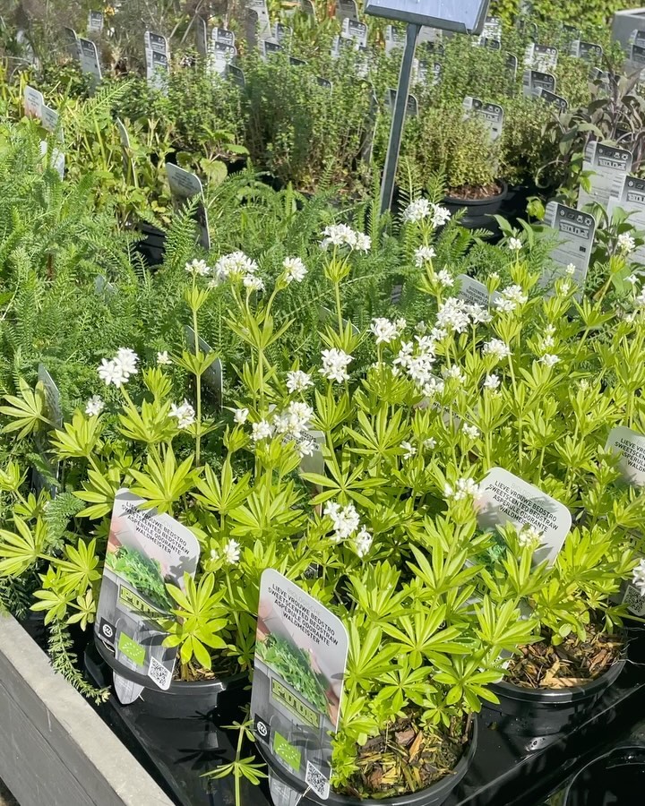 💚✅ Heel veel moois om gave plannetjes mee te smeden voor je bakken of borders.
Onze toppers dit weekend
✅ VASTE PLANTEN 🌱 (ja gifvrij!) Buiten op de tafels te vinden: onder invloed van zon, regen, weer en wind harden ze af. Niet gepamperd dus en daar krijg je sterke vaste planten van! Alles in het belang van een vitale plant en een sterk wortelstelsel, voor een gezonde groeiende en bloeien tuin!
✅ Biologische KRUIDEN van PUUR. Van Lievevrouwebedstro tot Salie en van Marokkaanse munt tot Veldzuring. Kom lekker combineren voor je kruidenpotten, want er zit een leuke afhaal stapelkorting op!
✅ GROENTE planten! Ook de moestuinier komt bij ons aan z’n trekken! Heel veel eetbare planten, fruit en bessenstruiken en ook natuurlijk de klassiekers sla, andijvie, venkel, knolselderij en heel veel meer! Kom lekker combineren want de groenteplanten zijn 3 voor 5,- in afhaal stapelkorting!
✅ SERINGEN staan op SPRINGEN 👏👏 prachtig in een bak of in een plan in de volle grond.
Ons adviesteam staat weer klaar vandaag! We zijn open van 08:30 tot 17:00. Mooi weekend ☀️💚🌱
#tuinidee #tuinieren #tuininapril #tuininspiratie #planten #sterkeplanten #sterkevasteplant #apriltuintips #tuintipsapril #april #tuinkalenderapril #stachys #perennials #perennials #perennialgarden #vasteplanten #stachys #fern #varentuin #seringen