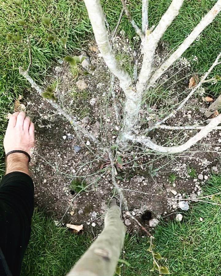 Weeding and edging the rounds in the garden @thornworthy this morning. We planted these multi stemmed Betula Jacquemontii over lockdown last year to add interest, motion and to create a meandering path from the main lawn down to the orchard and vegetable garden.
#chagford #dartmoor #gardening #gardendesign #gardeninspiration #birch