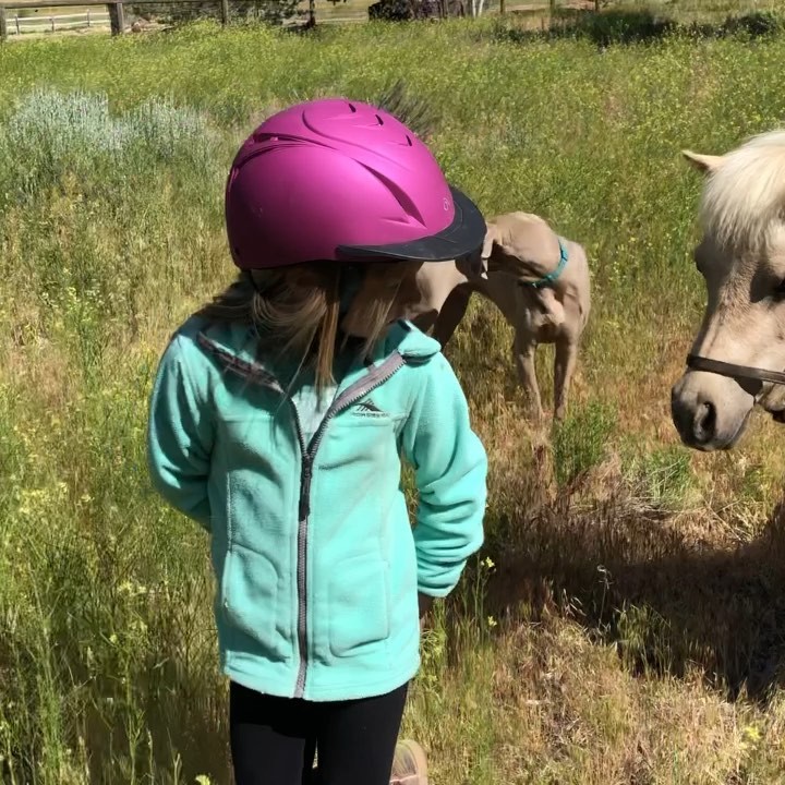 Pony Colt Starting in 37 seconds with 5-year-old Charlotte and Tinkerbell.
Getting on a colt is about teaching them to accept you as a fellow creature, with all your weird arms and legs.
The colt has to understand the difference between commotion and cues. Hence all the dance moves Charlotte is doing.
Tink got 15 rides last year, then my daughter outgrew her weight wise, so now I’m getting some help from other little riders.
Charlotte was a great helper!
#agirlandherpony #bareback #borntoride #equineofinstagram #horsebackrider #horsemanship #horses🐴 #horsetraining #instapony #miniaturehorses #minihorses #naturalhorsemanship #naturalhorsemanshiptraining #naturalhorsetraining #outdoorkids #pferdefreunde #pferdefreunde_post #pferdemepost #poniesofinstagram #ponygram #ponylove #ponymom #ponyofinsta #ponyrider #positivereinforcement #rescuepony #shetlandpony #shetty #shettypower #coltstarting