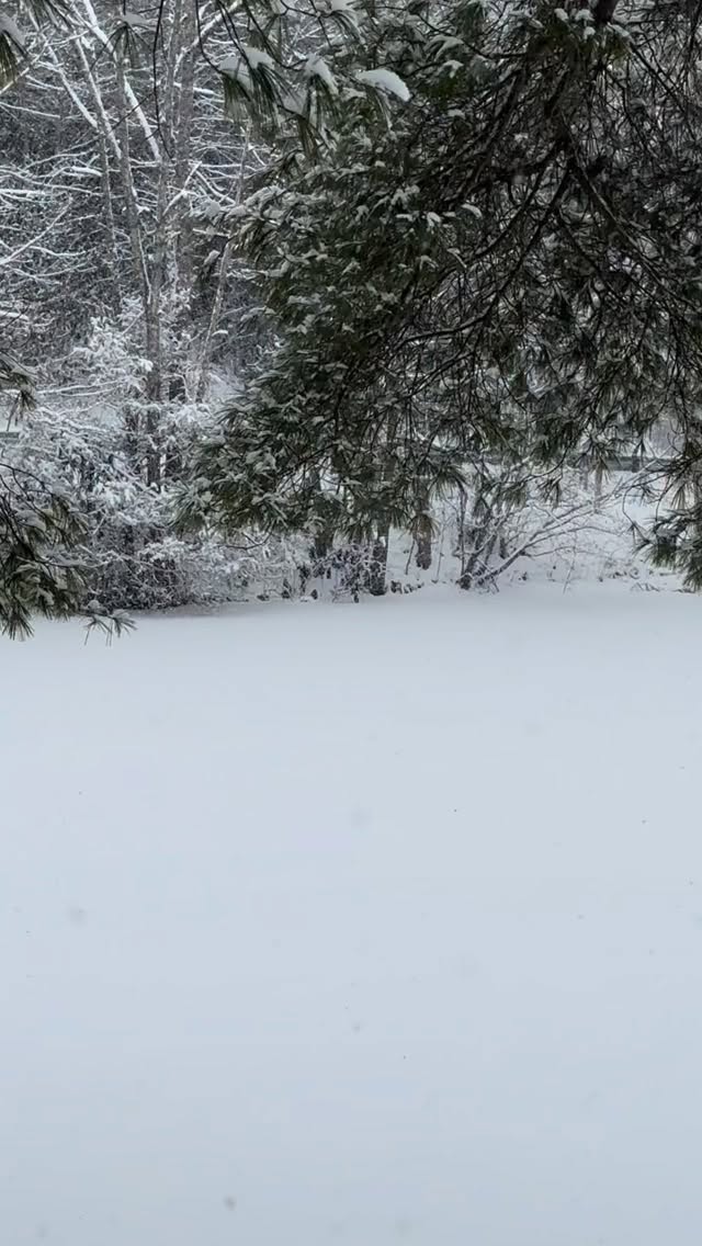 🐾❄️🐾 What animal friend left these tracks on the pond?