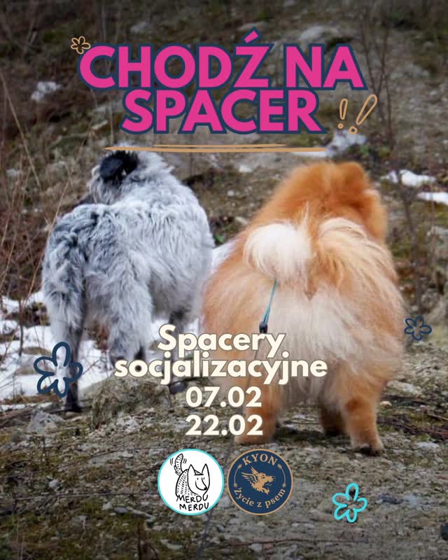 Po pierwszym ogłoszonym spacerze dostałyśmy sporo wiadomości od osób, które chętnie by dołączyły, ale poproszą termin po feriach. Dlatego mamy dla was kolejne terminy: 07.02 i 22.02 na WATcie.
Utrzymujemy formułę gdzie spacery nie są po to „żeby psy się poznały” ani nie jest luźne chodzenie w grupie. Jeżeli jesteście zainteresowani luźnymi spacerami w grupie to KONIECZNIE napiszcie wiadomość.
Podczas naszych spacerów pies będzie mógł się uczy jak funkcjonować w obecności innych psów, a człowiek będzie mieć wsparcie w ogarnianiu trudniejszych sytuacji, zamiast radzić sobie z nią samemu.
Jeśli czujesz, że spacery z Twoim psem bywają wymagające, że potrzebujesz wsparcia zamiast przypadkowych mijanek, to nasze spacery są dla Ciebie. Nie obiecujemy cudów ani szybkich zmian, ale dajemy warunki, w których można pracować nad problemami.
Szczegóły i zapisy w wiadomości prywatnej.
Daty:
7.02
22.02
Godzina 10
Cena: 100 zl
Miejsce: lasek na WATcie
#merdumerdu #spacersocjalizacyjny #opiekanadzwierzetami #szkoleniepsow