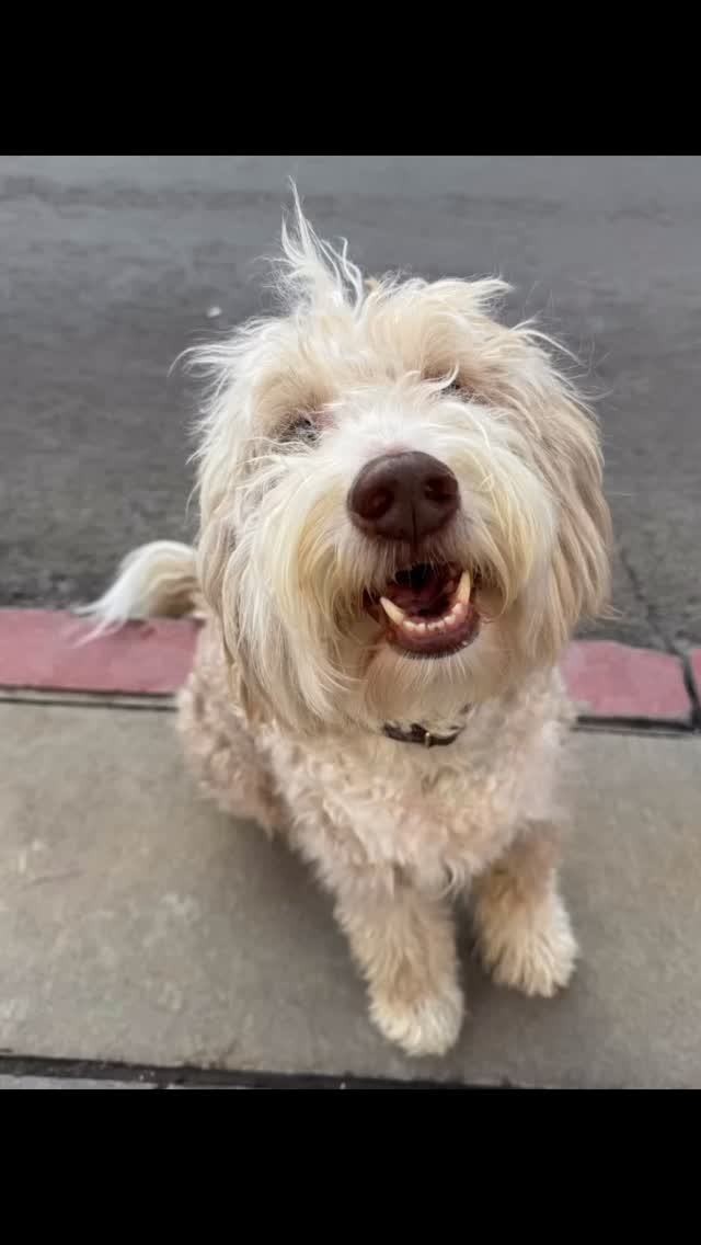 #sundancefilmfestival films + dogs 💚#dogsofparkcity @sundanceorg #kataroundtown #dog #sundance just_a_minute._ @kidsfirstcoming_attractions